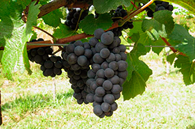 Wine & Gastro Tour