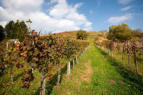 Wine & Gastro Tour