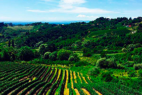 Wine & Gastro Tour